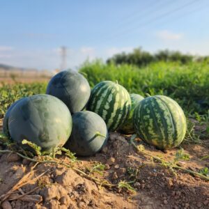 Cal banato verduras