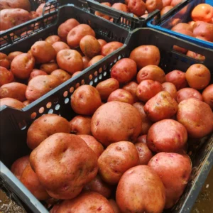Cal banato verduras